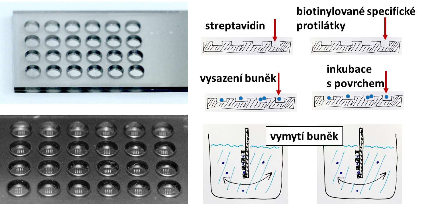 Ukázka optického afinitního senzoru pro detekci specifických buněk v médiu. Senzor je možné využívat i jako proteinový afinitní čip.